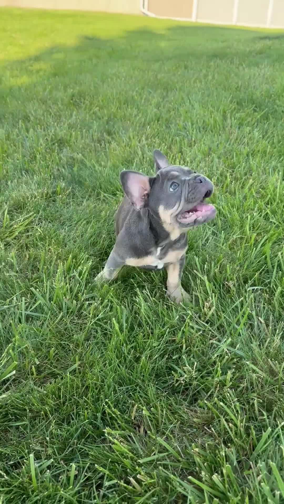 French Bulldog dogs for sale: Lola - Video 1