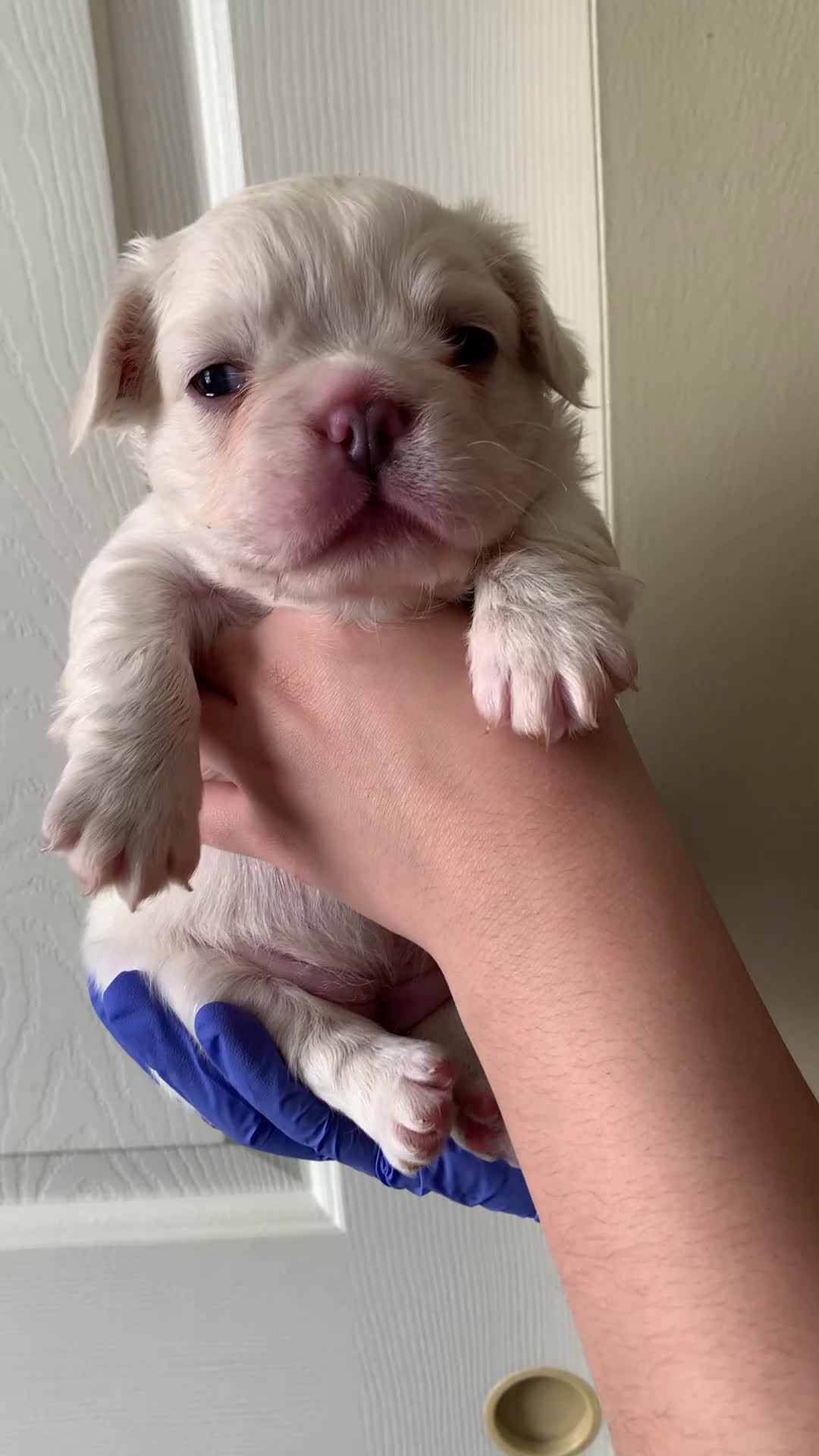 French Bulldog dogs for sale: Ivy - Video 2