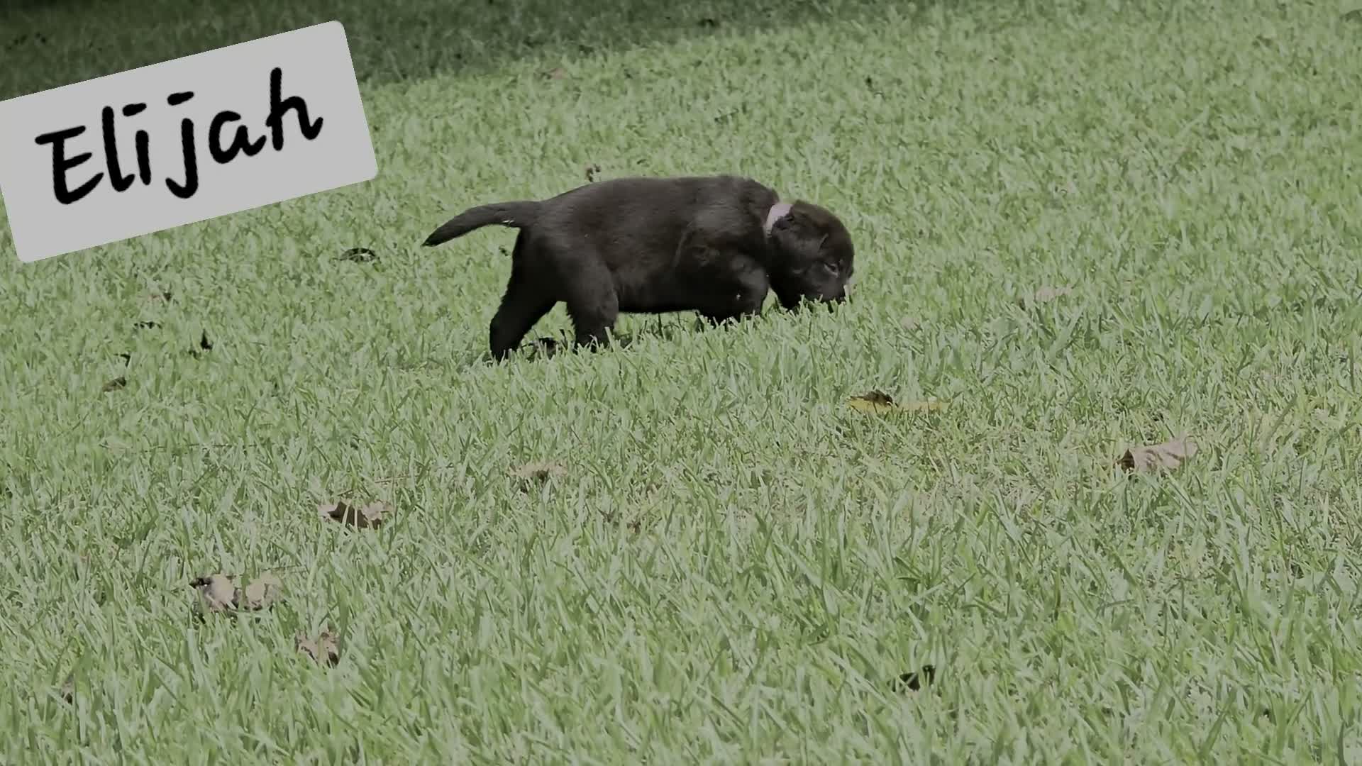Labrador Retriever dogs for sale: Elijah - Video 1
