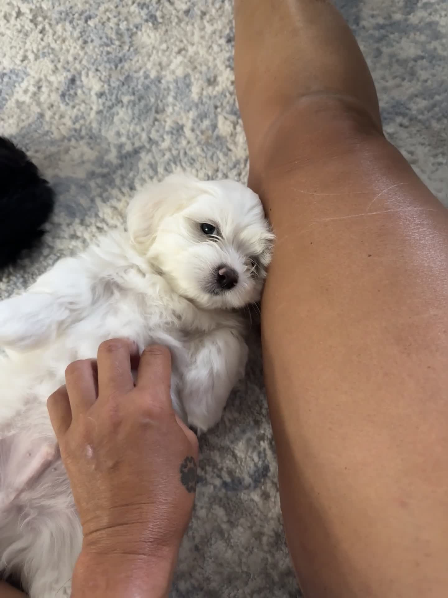 Malshi dogs for sale: Billy - Fluffy Teddy Bear Malshi Puppy - Video 2
