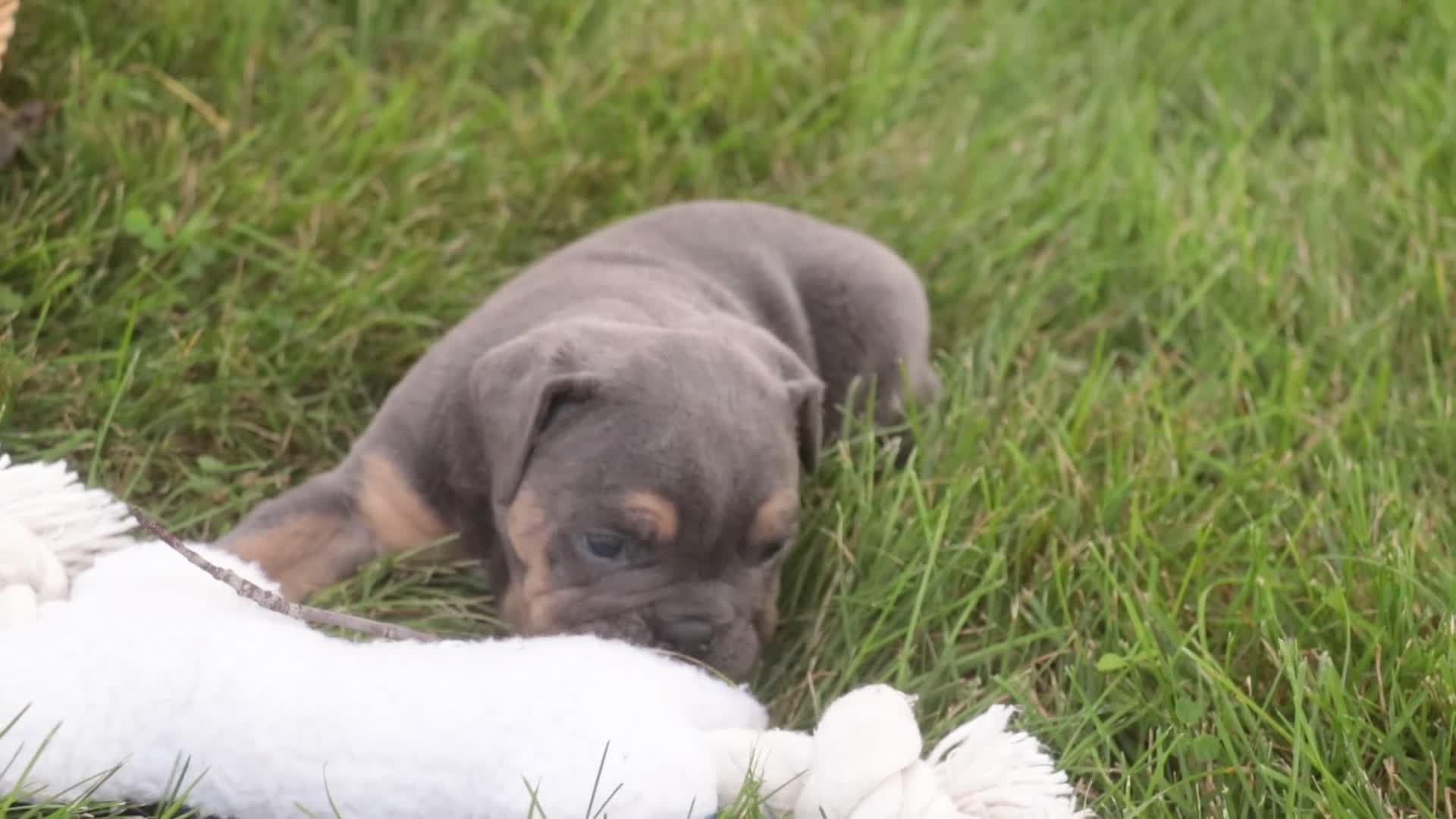 English Bulldog dogs for sale: Savannah English Bulldog  - Video 3