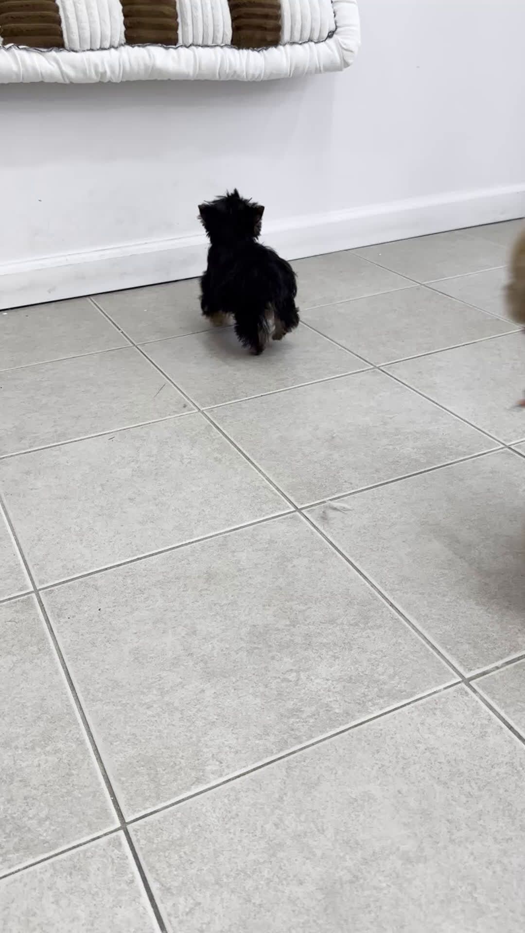 Yorkshire Terrier dogs for sale: Teacup Yorkshire Terrier  - Video 1