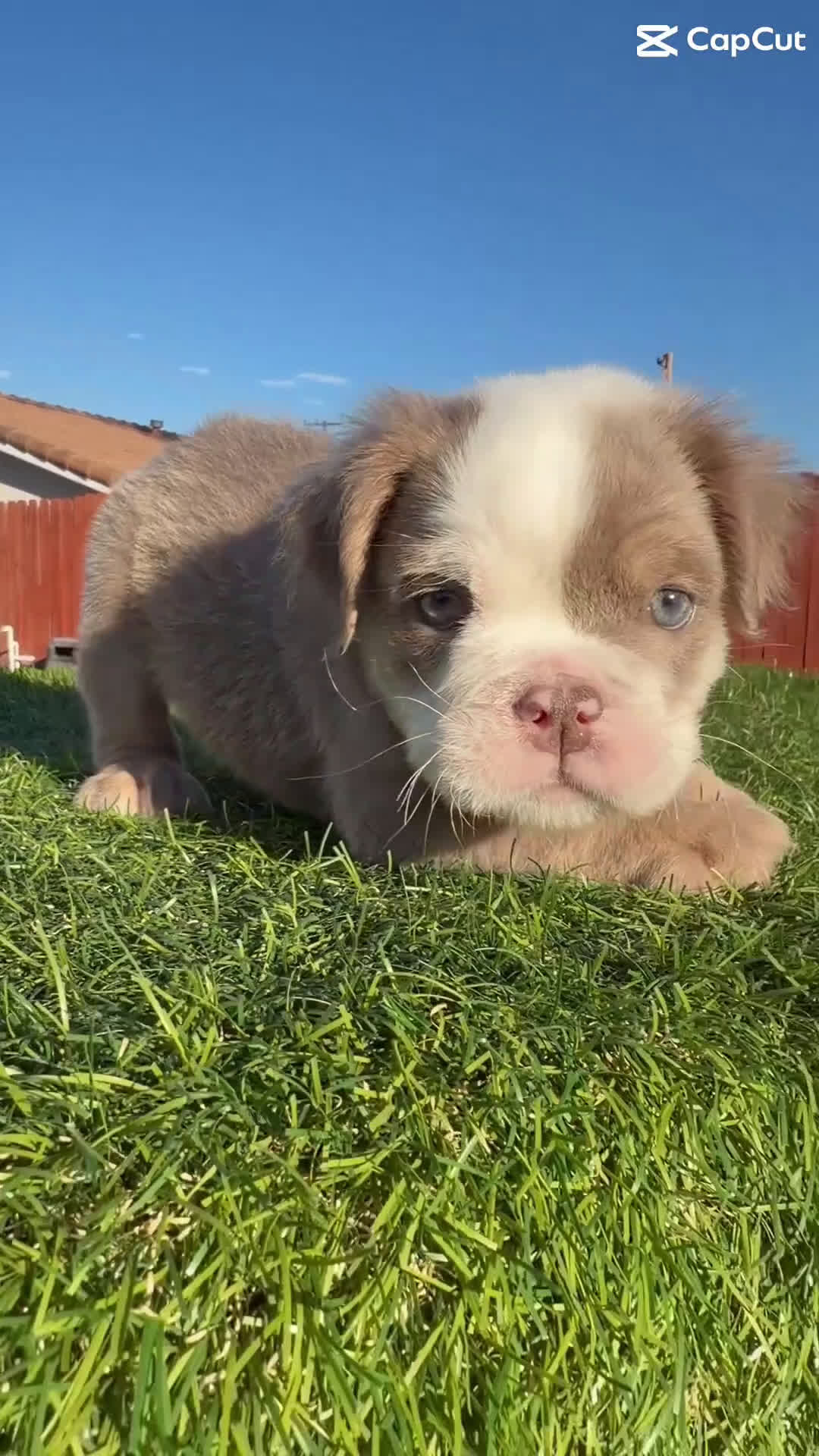 English Bulldog dogs for sale: English Bulldog Puppy 2 - Video 1