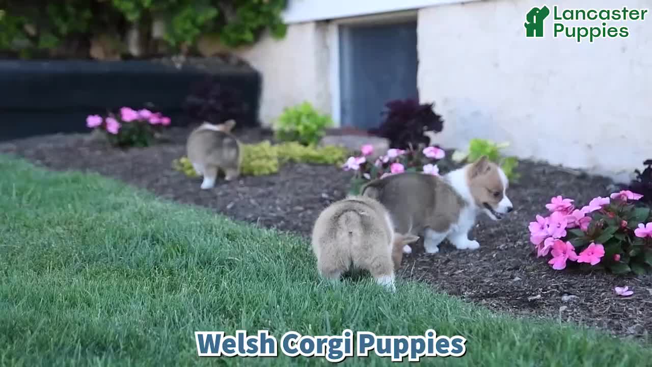 Welsh Corgi Pembroke dogs for sale: Penny - Video 1