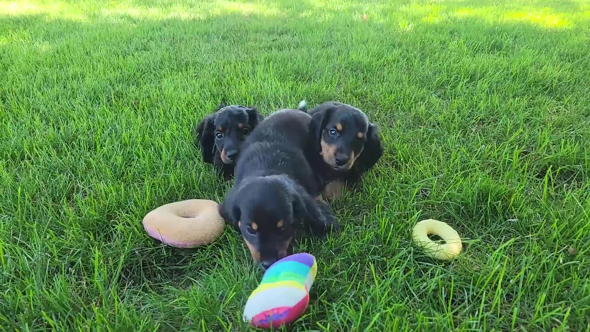 Miniature Dachshund dogs for sale: Vivian  - Video 1