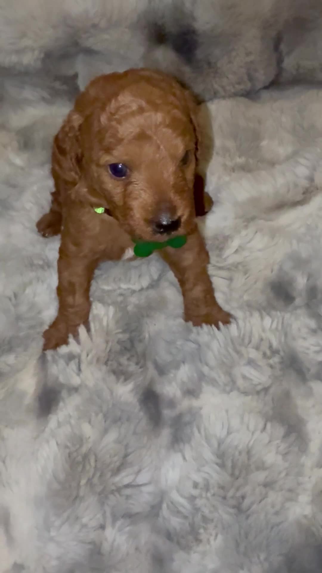 Mini Goldendoodle dogs for sale: Mini Goldendoodle 2 - Video 1
