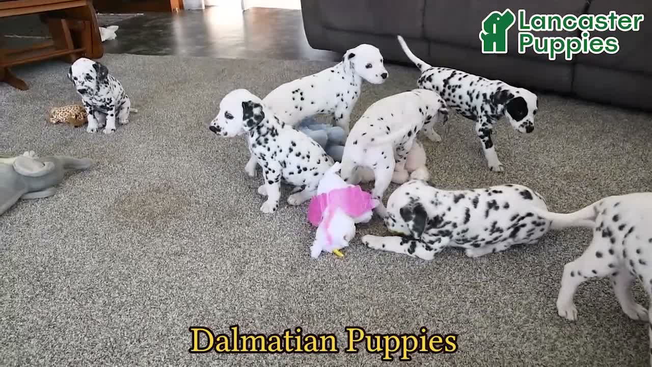 Dalmatian dogs for sale: Reba - Video 1