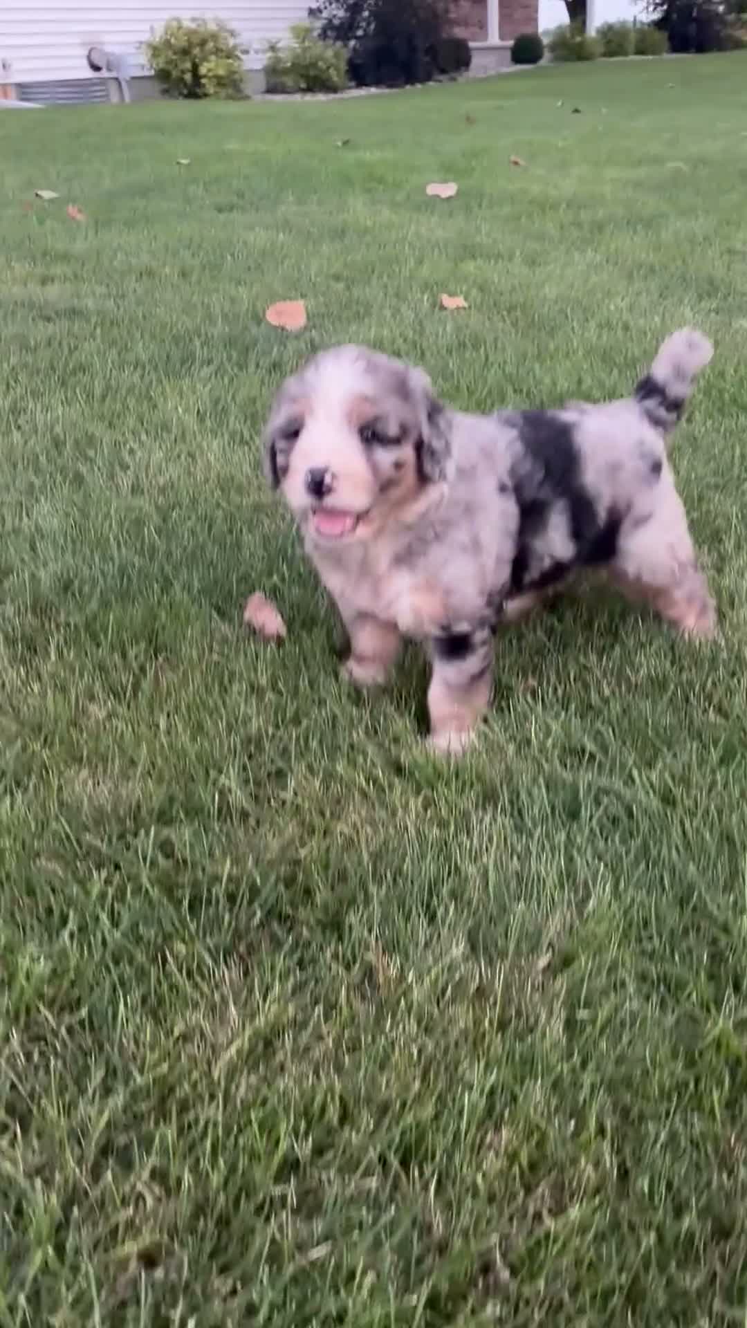 Bernedoodle dogs for sale: River - Video 1