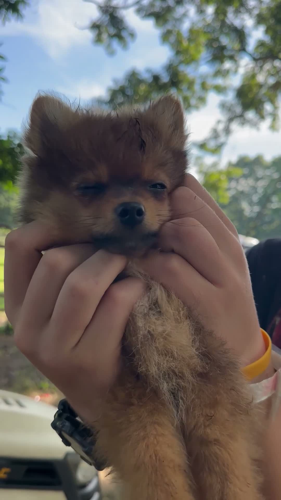 Mixed Breed dogs for sale: Pixsy (mini Chewbacca)  - Video 4