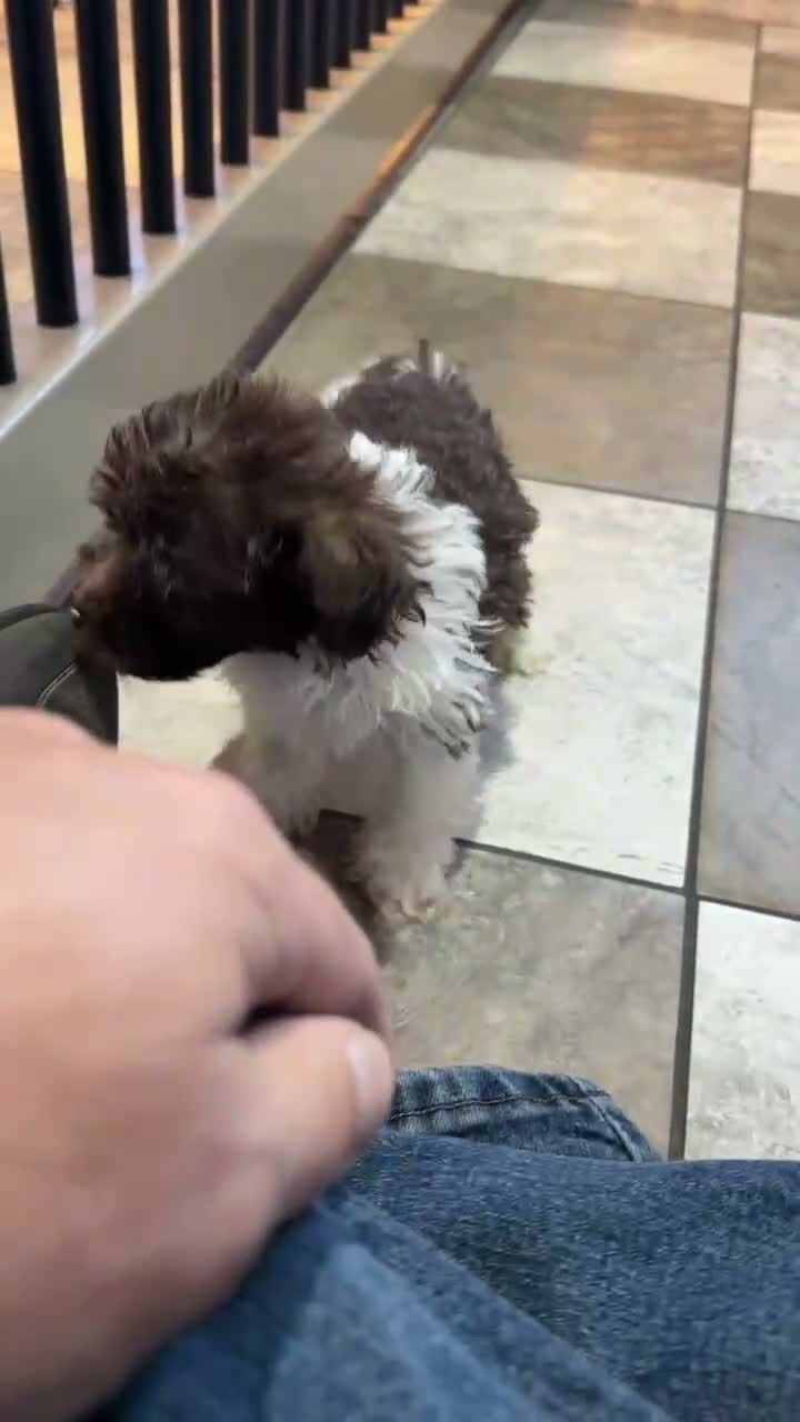 Havapoo dogs for sale: Kyle - Video 1