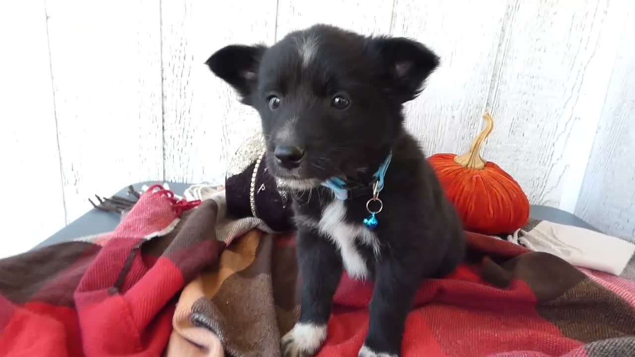 Australian Cattle Dog dogs for sale: Australian Cattle Dog 1 Tommy - Video 1