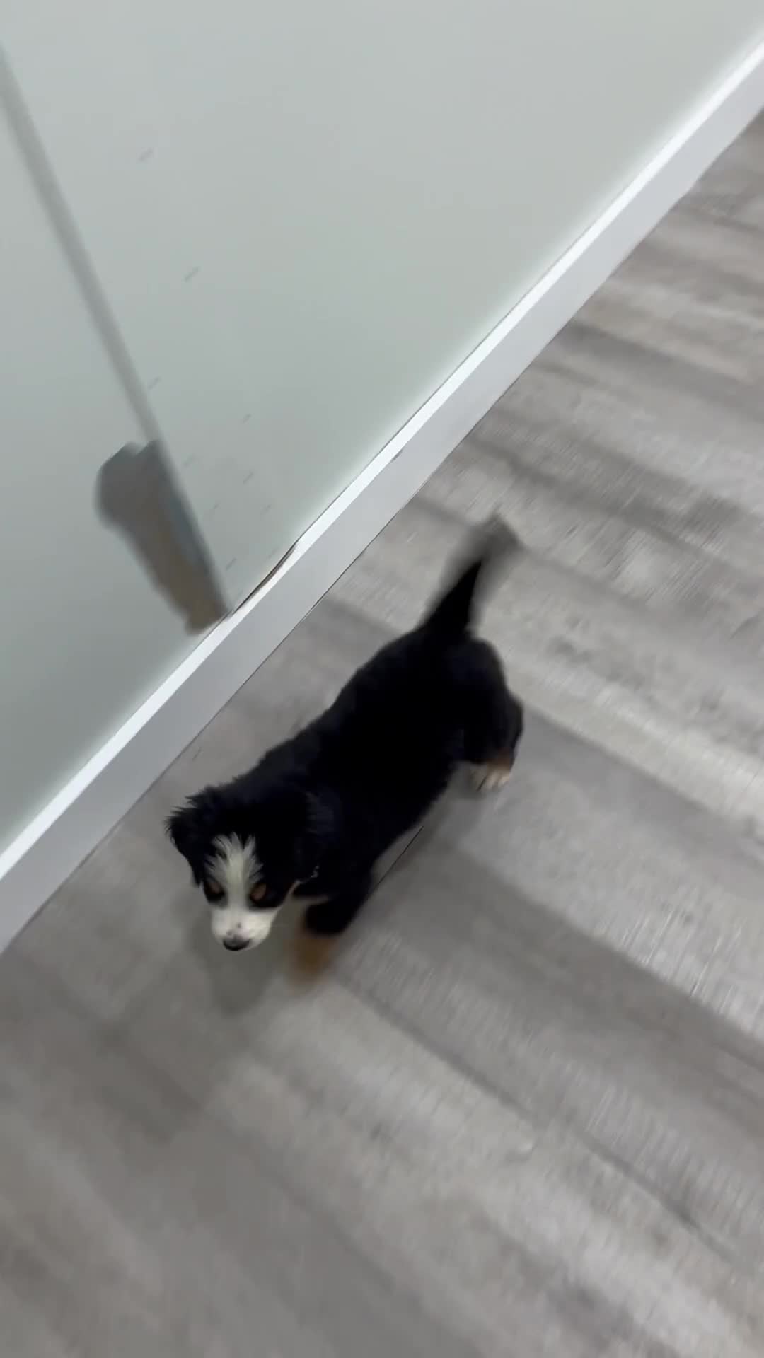 Bernese Mountain Dog dogs for sale: Jetson - Video 1