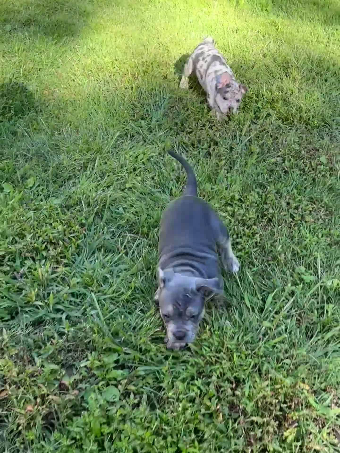 American Bully dogs for sale: Princess  - Video 2