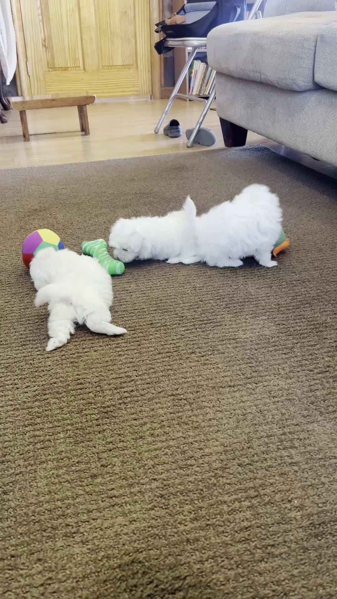 Maltese dogs for sale: Tango - Video 1