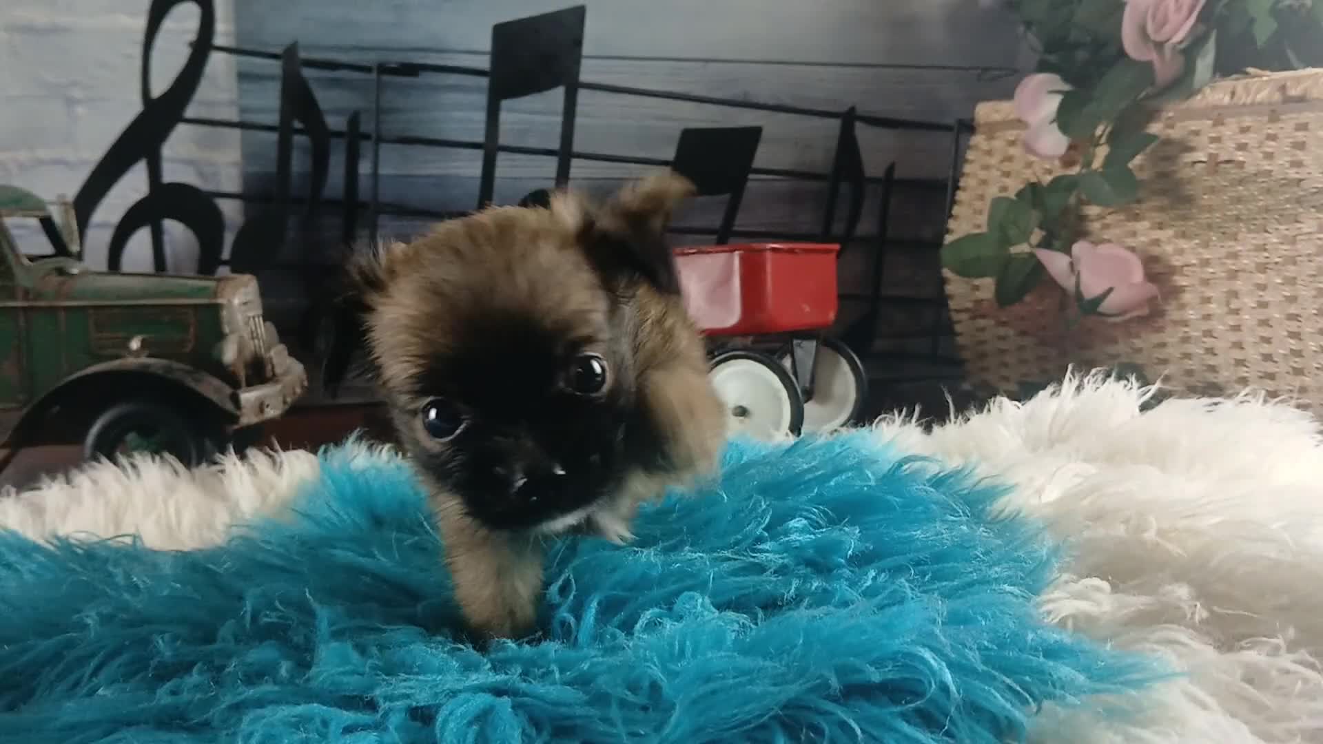 Chihuahua dogs for sale: Micro teacup long hair chihuahua.  Hand Delivery  - Video 1