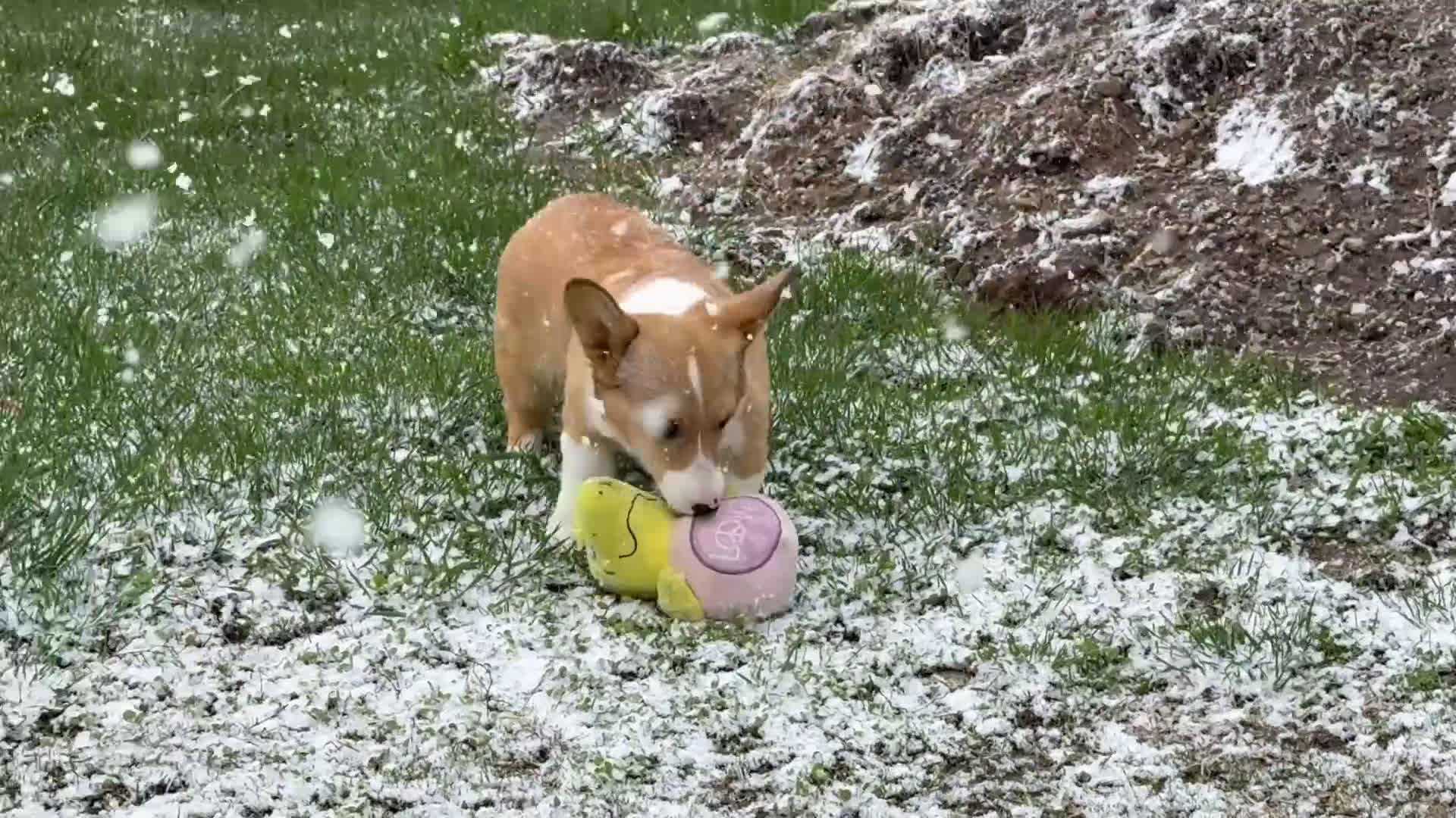 Welsh Corgi Pembroke dogs for sale: Kaitlynn  - Video 1