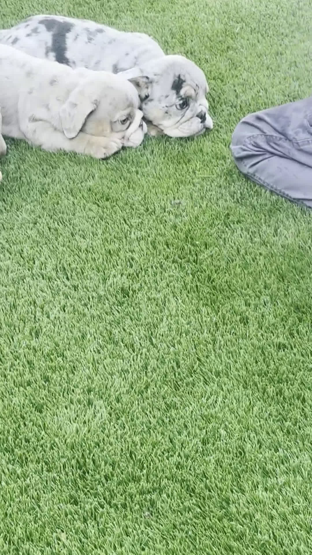 English Bulldog dogs for sale: Blueberry - Video 2