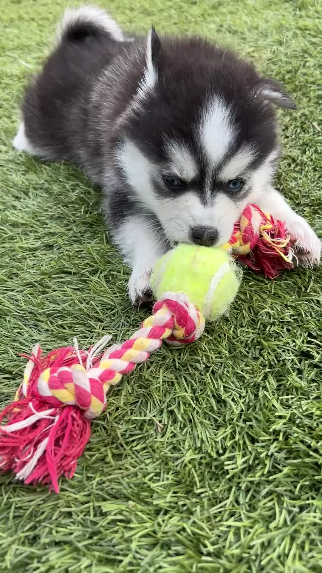 Pomsky dogs for sale: Nova Mini Pomsky - Video 1