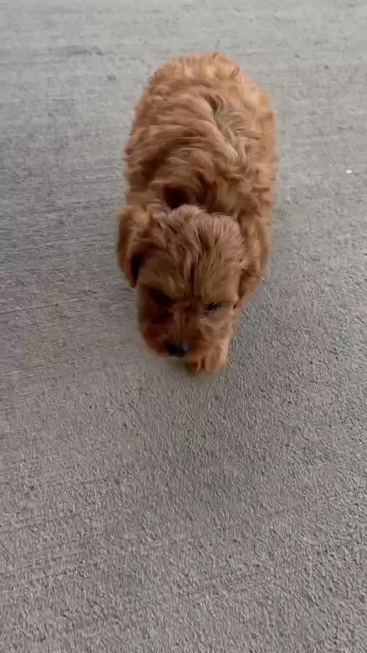Cavapoo dogs for sale: Max - Video 1