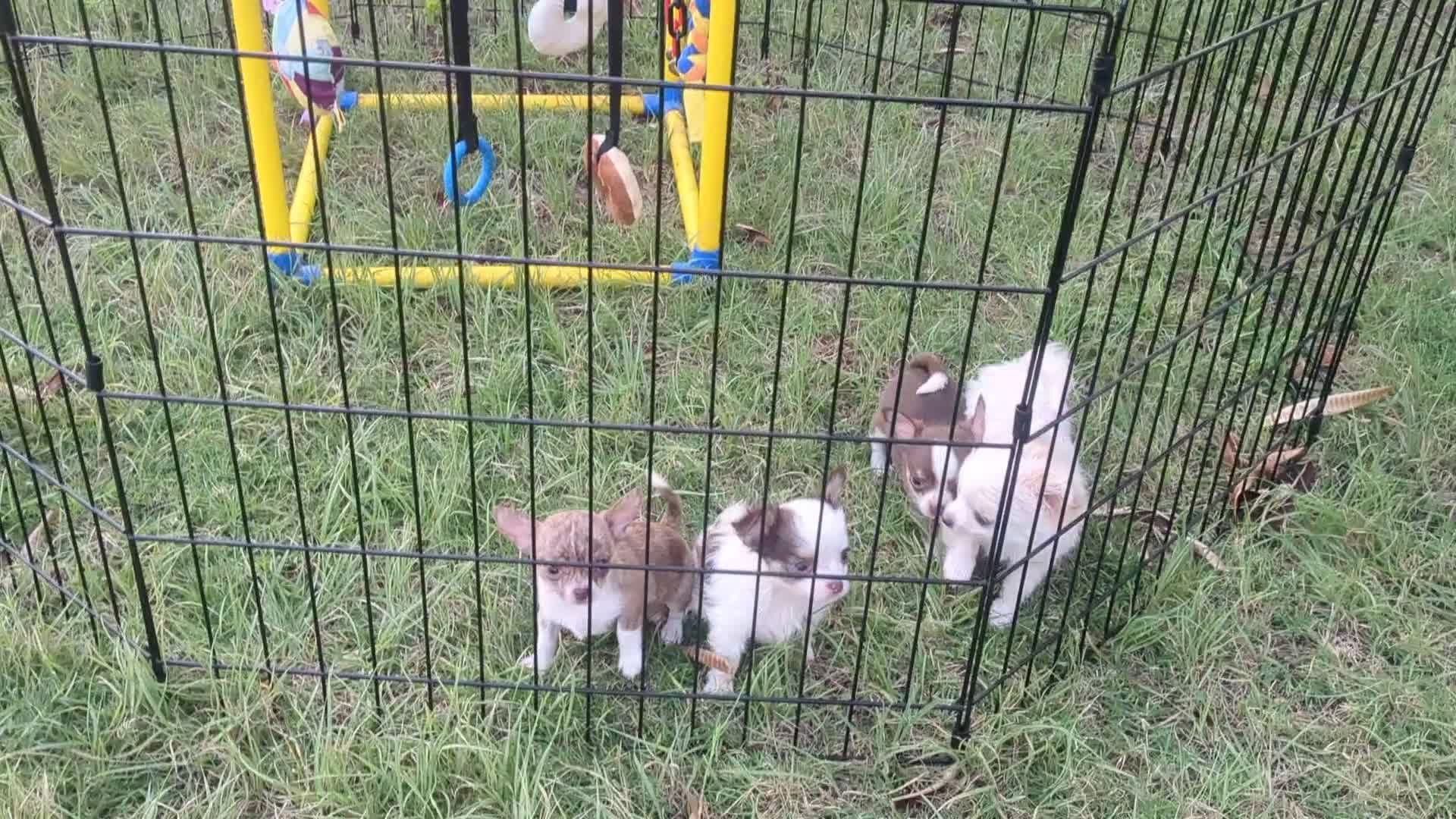 Chihuahua dogs for sale: Charlie Brown Smooth Coat  - Video 2