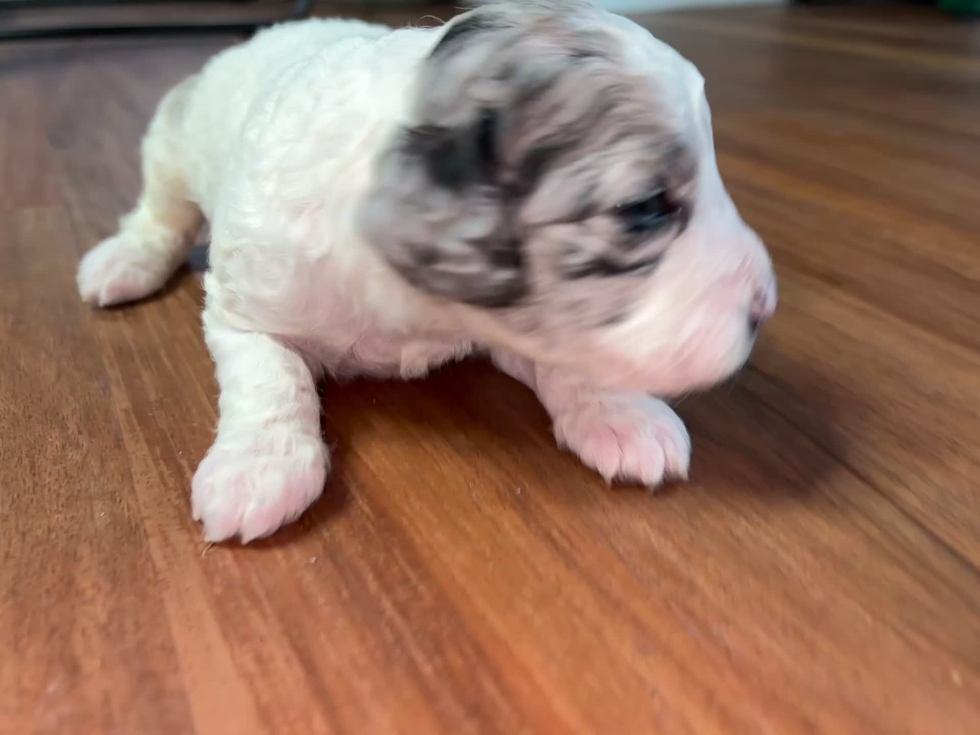 Mini Goldendoodle dogs for sale: BENTLEY  - Video 2