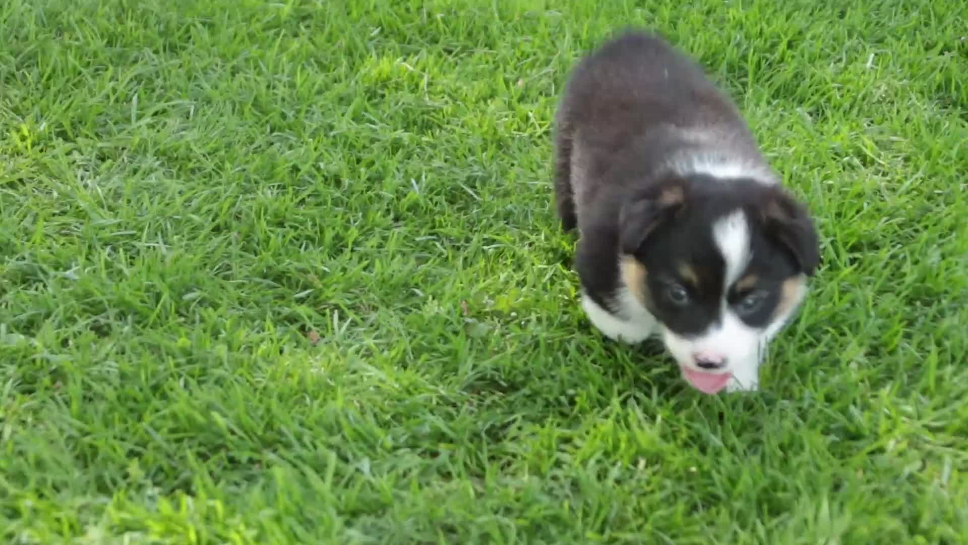 Welsh Corgi Pembroke dogs for sale: Genevieve - Video 1