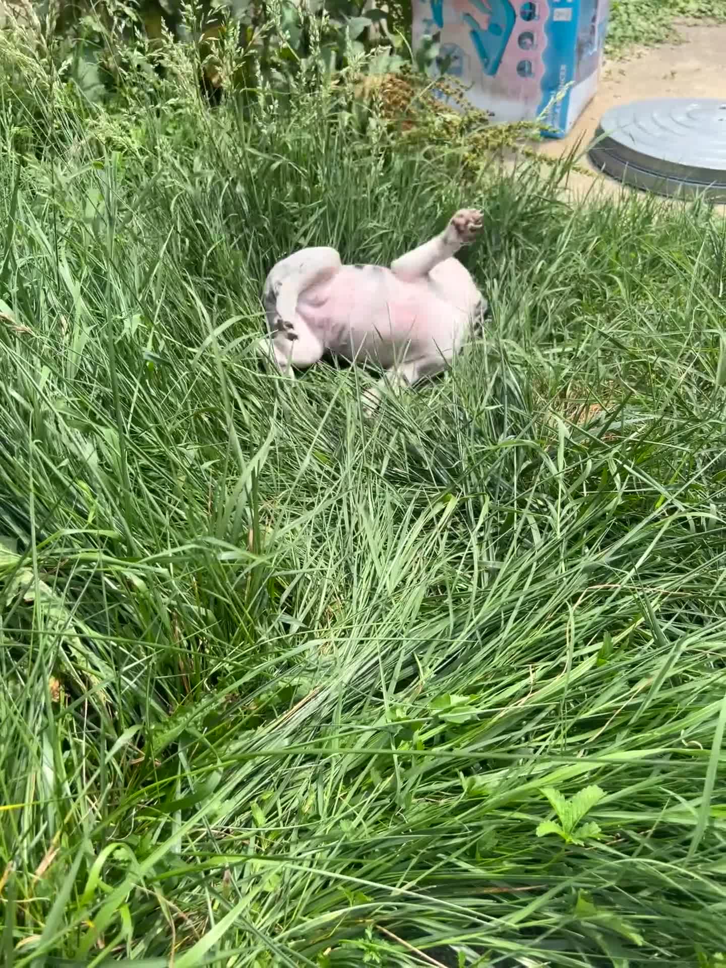 French Bulldog dogs for sale: Crumble - Video 1