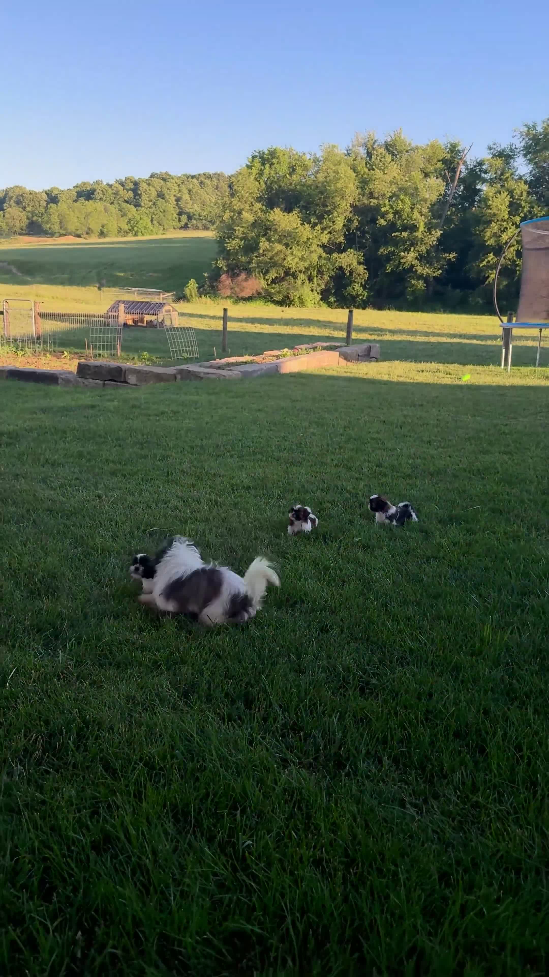Shih Tzu dogs for sale: AKC Letti - Video 2
