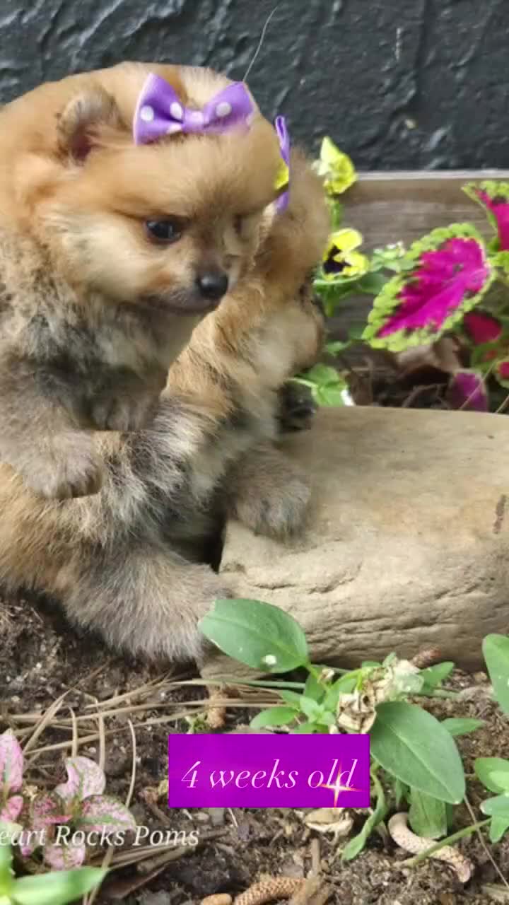 Pomeranian dogs for sale: Camilla Rein - Video 2