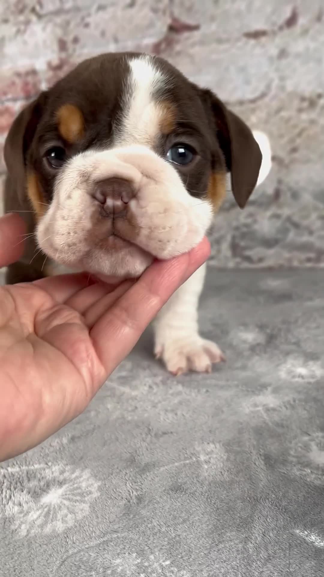 Beabull dogs for sale: Gracie - Video 1