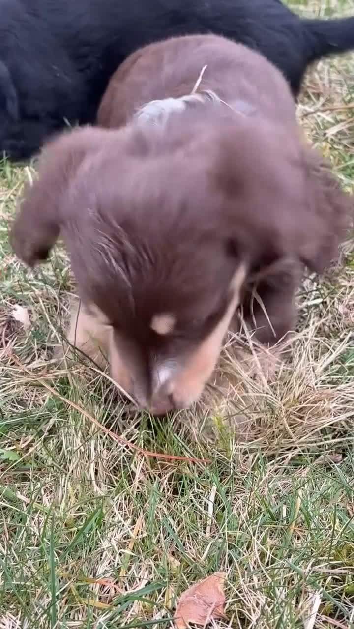 Miniature Dachshund dogs for sale: Franc - Video 1