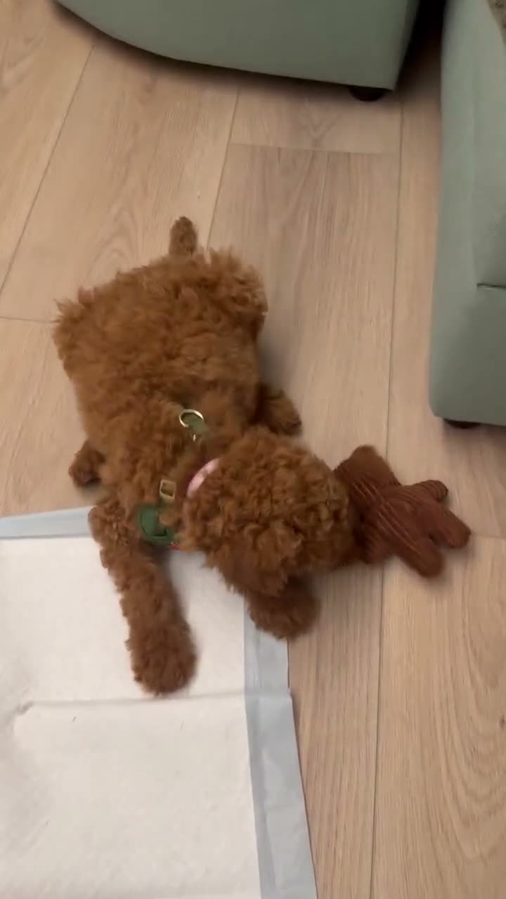 Goldendoodle dogs for sale: Goldendoodle 1 - Video 1