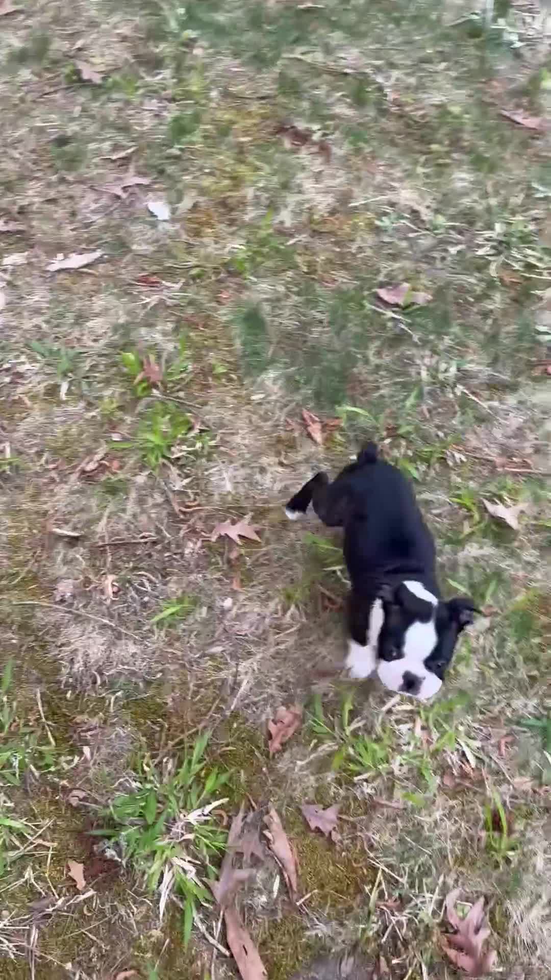 Boston Terrier dogs for sale: Boston Terrier Puppy 1 - Video 1