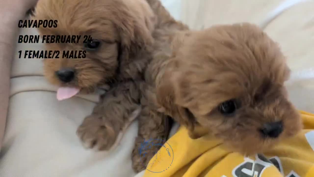 Cavapoo dogs for sale: Teddy - Video 3