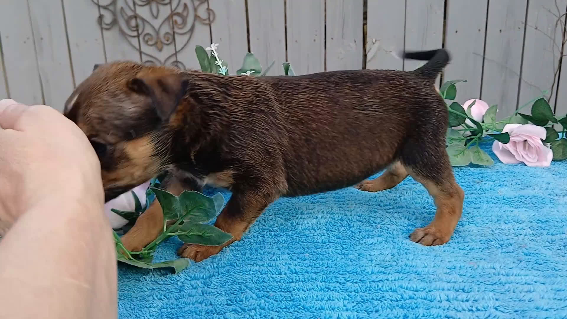 Mixed Breed dogs for sale: 1/2 Blue Heeler 1/2 Bulldog, Nationwide delivery  - Video 1