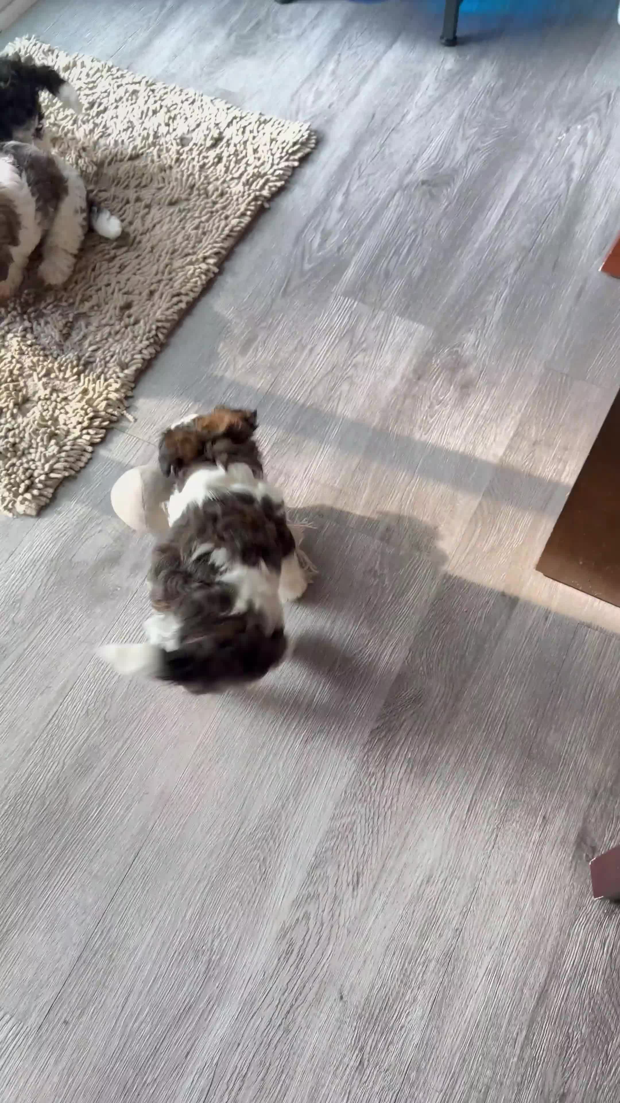 Mixed Breed dogs for sale: Mixed Breed  - Video 1