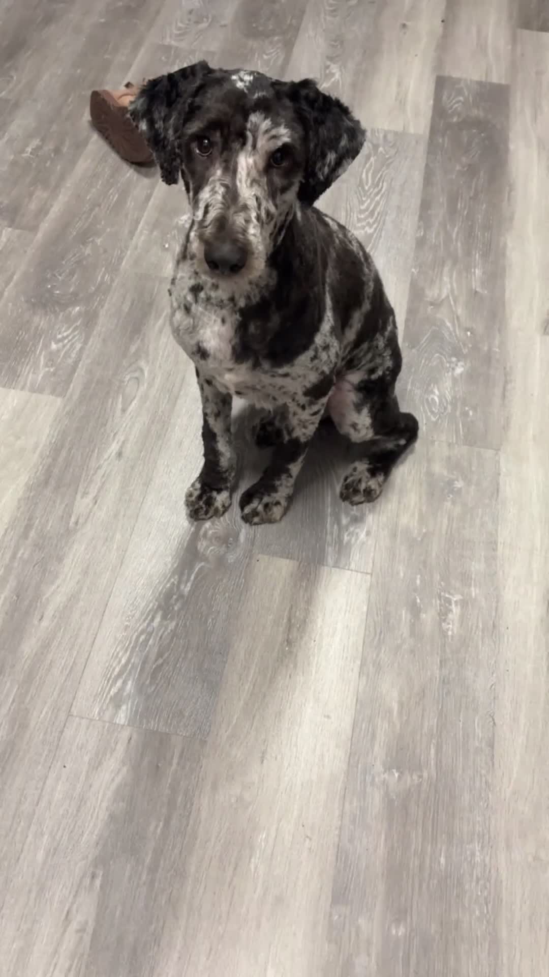 Aussiedoodle dogs for sale: Aussiedoodle Puppy 1 - Video 2