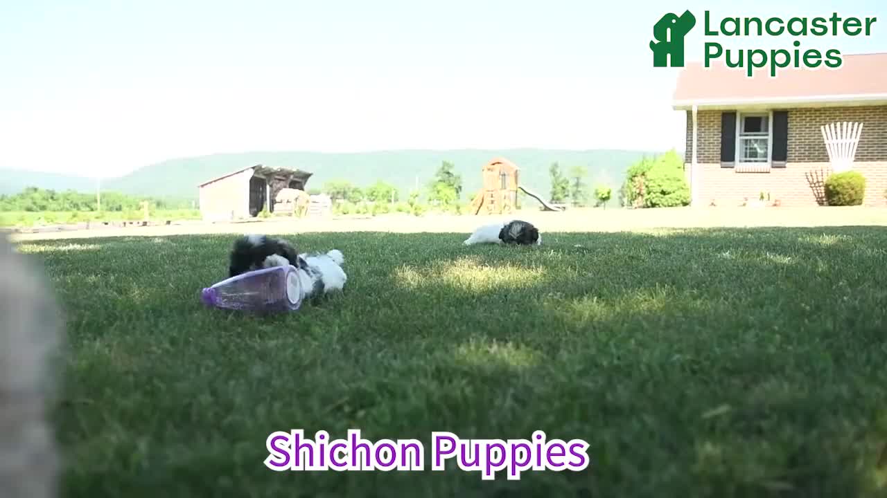 Teddy Bear dogs for sale: Karin - Video 1