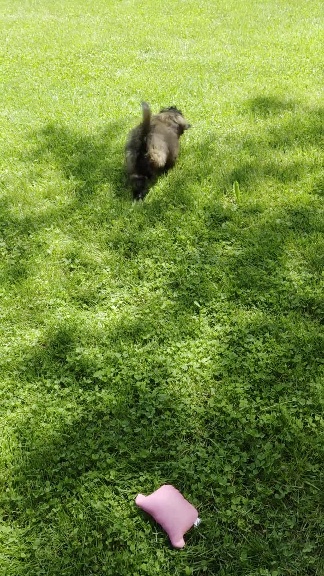 Shihpoo dogs for sale: Skyler - Video 2