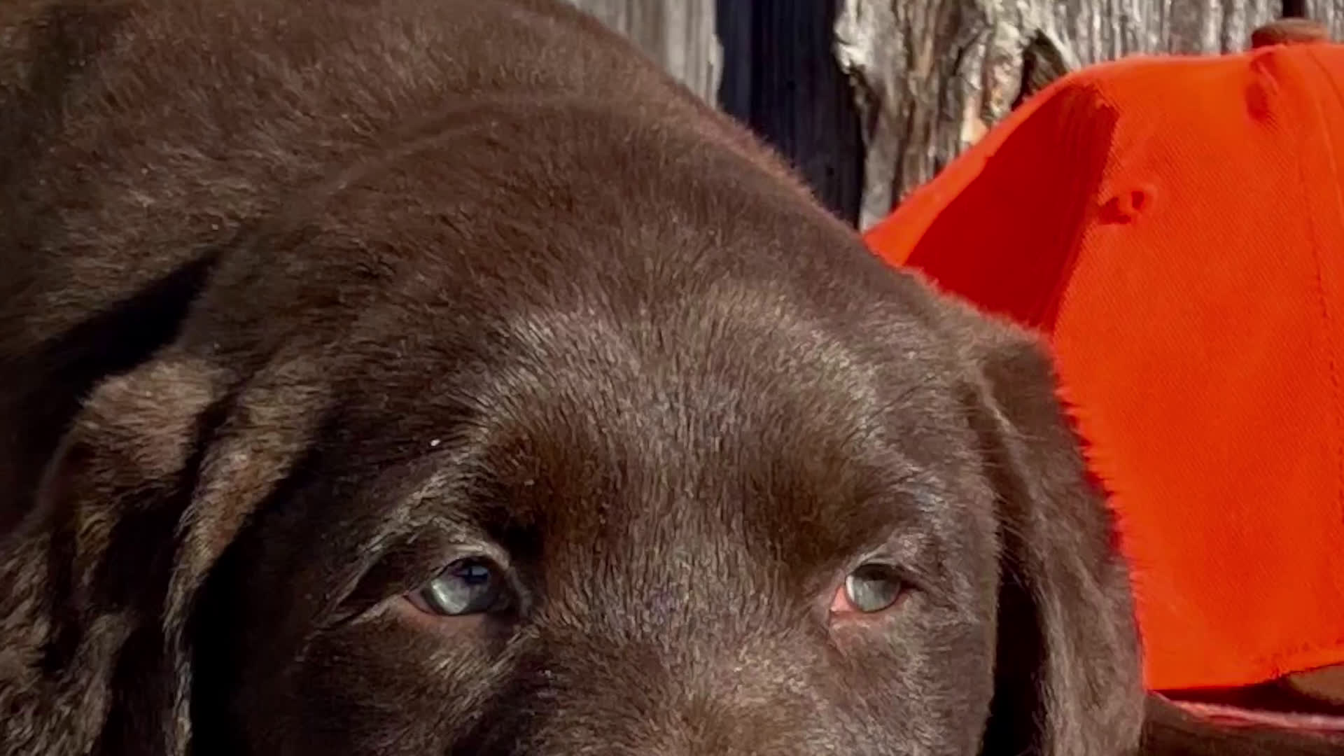 Labrador Retriever dogs for sale: Labrador Retriever Puppy 1 - Video 3