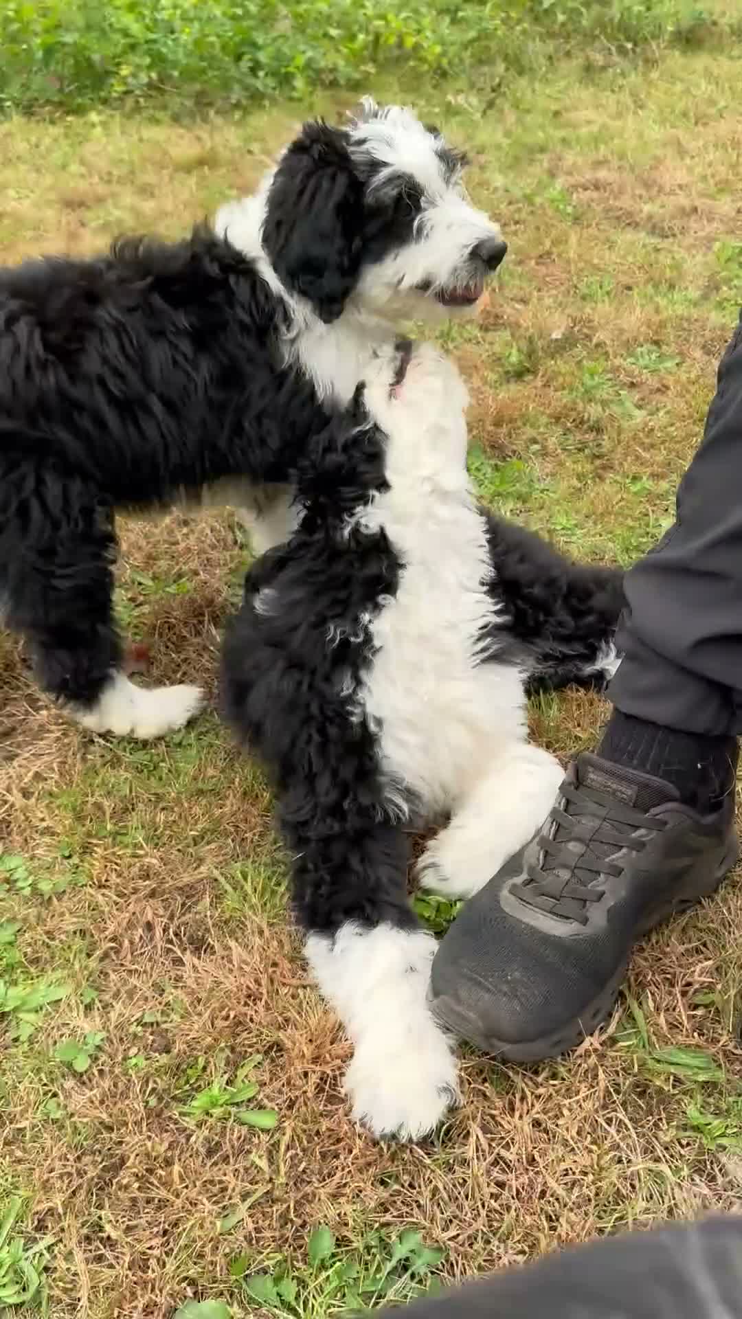 Aussiedoodle dogs for sale: Bruno - Video 1