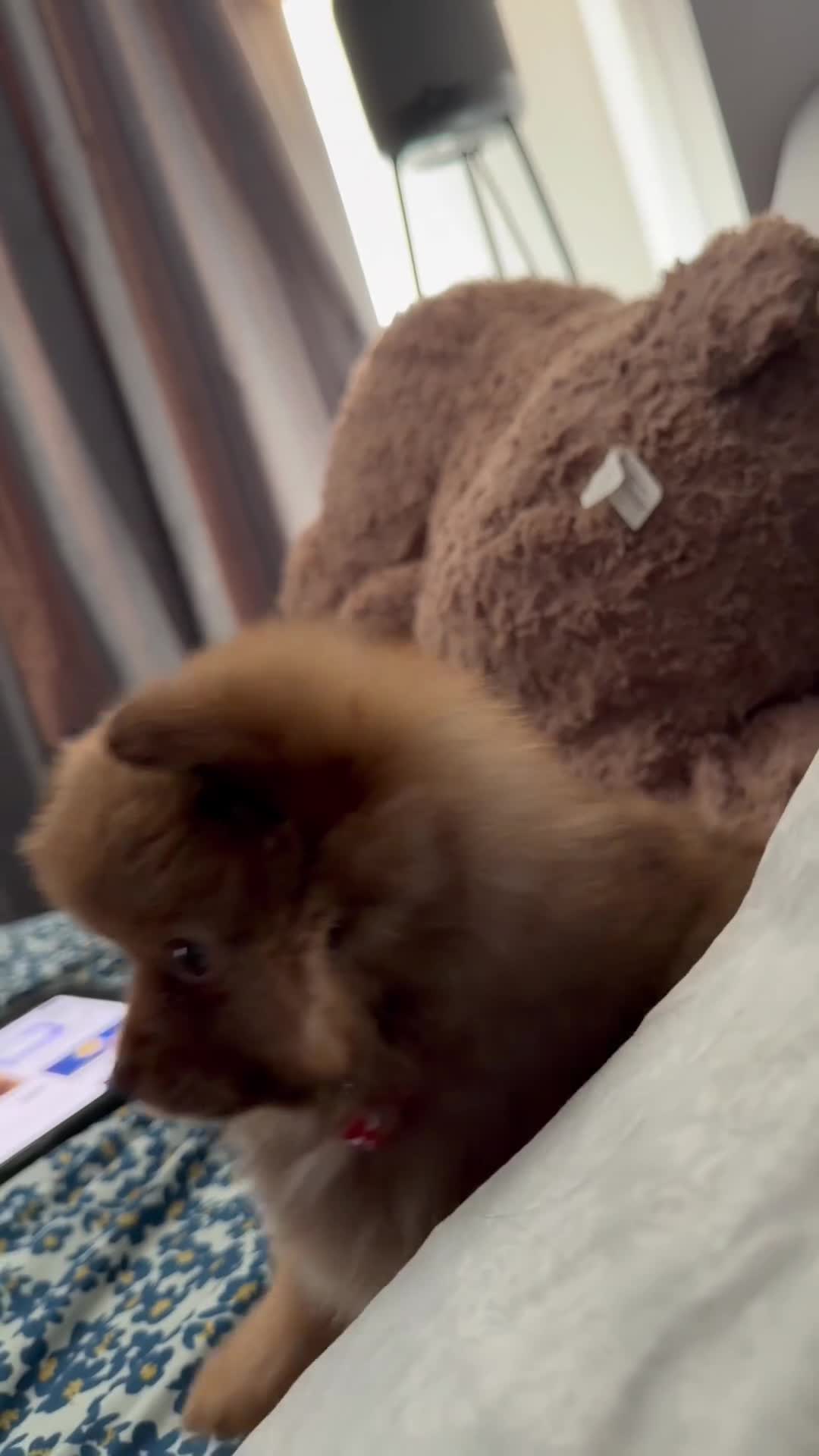 Pomeranian dogs for sale: Paris - Video 1
