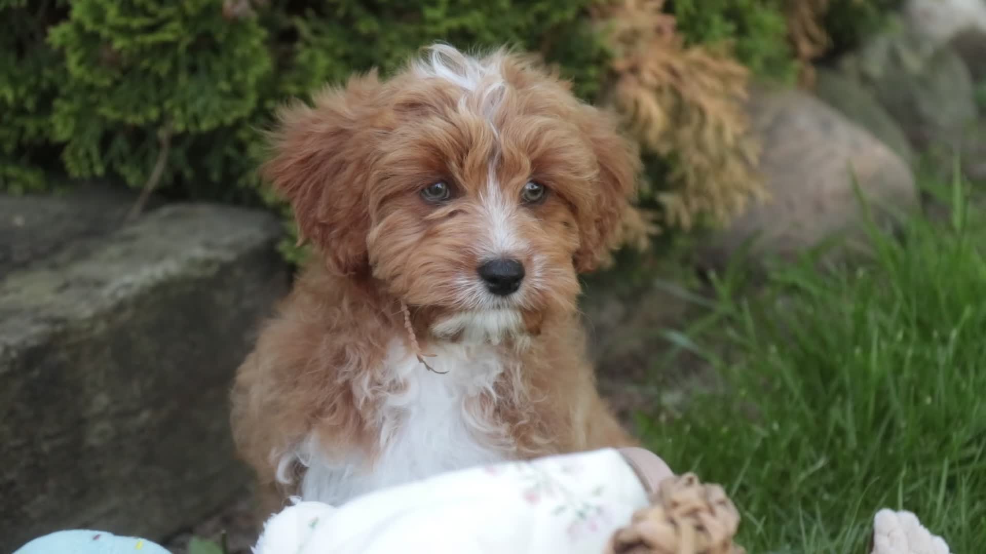 Cavapoo dogs for sale: Herbie - Video 1