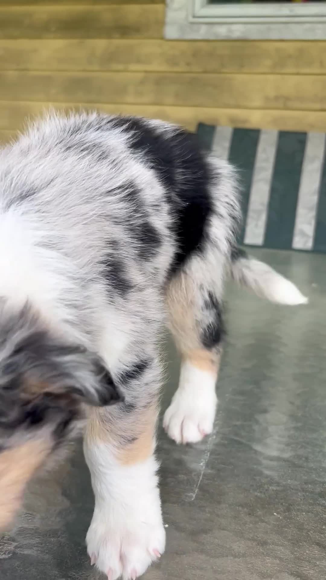 Australian Shepherd dogs for sale: Thing 1 - Video 1