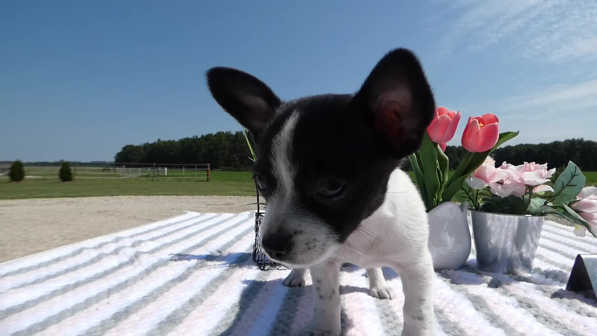 Chihuahua dogs for sale: Chihuahua 4 Score - Video 1