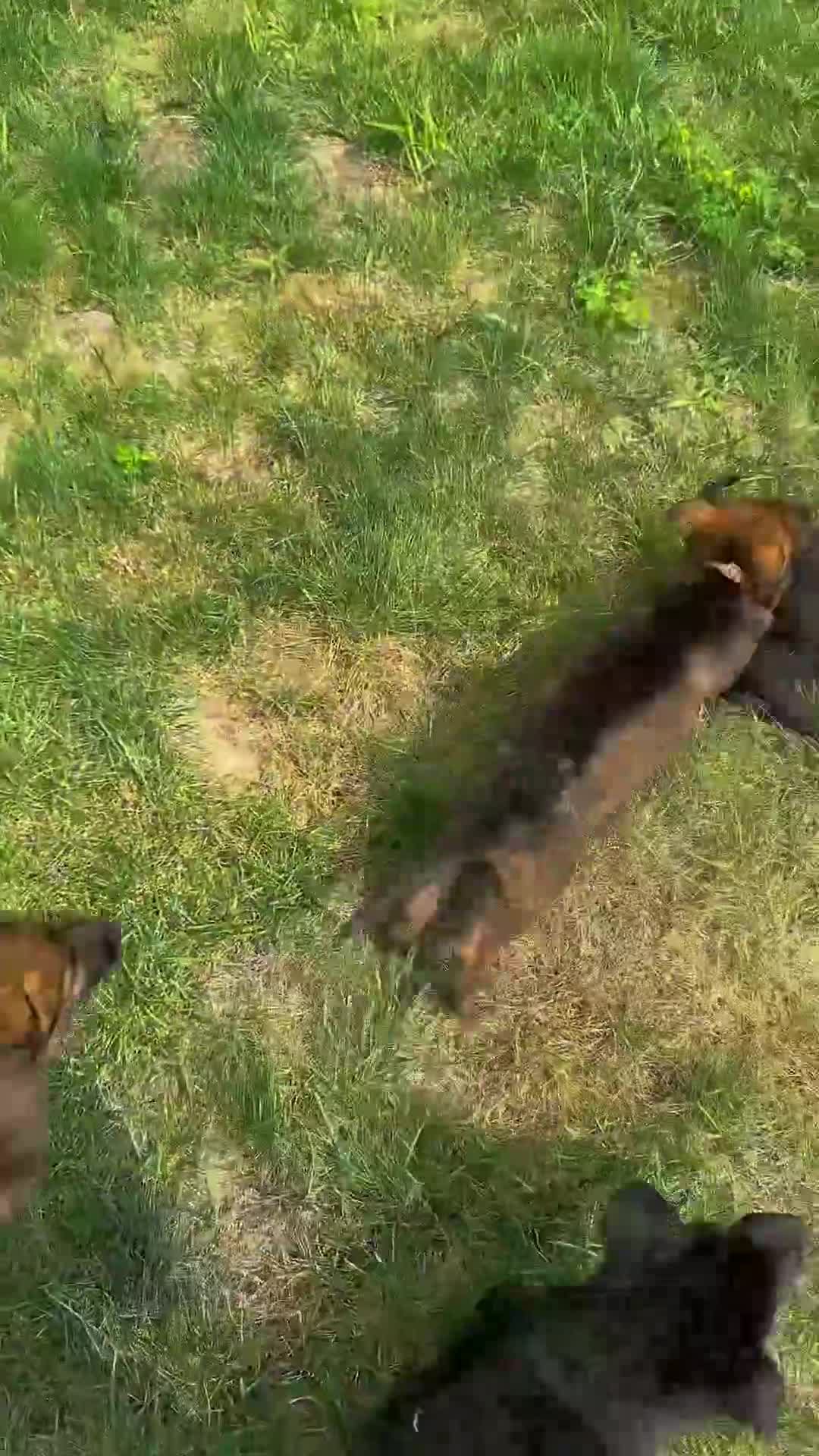 German Shepherd dogs for sale: Hunter - Video 1