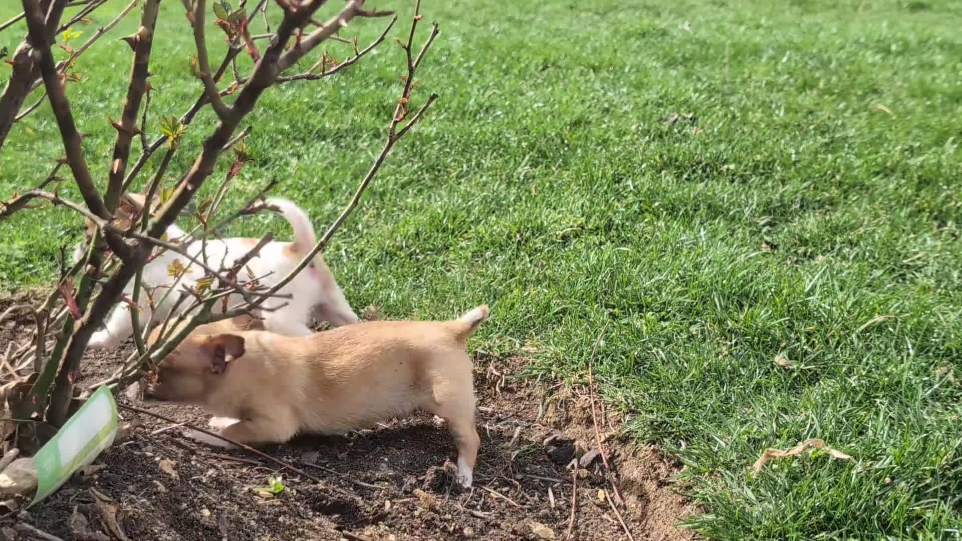 Chihuahua dogs for sale: Jedd 6 lbs Full Grown - Video 2