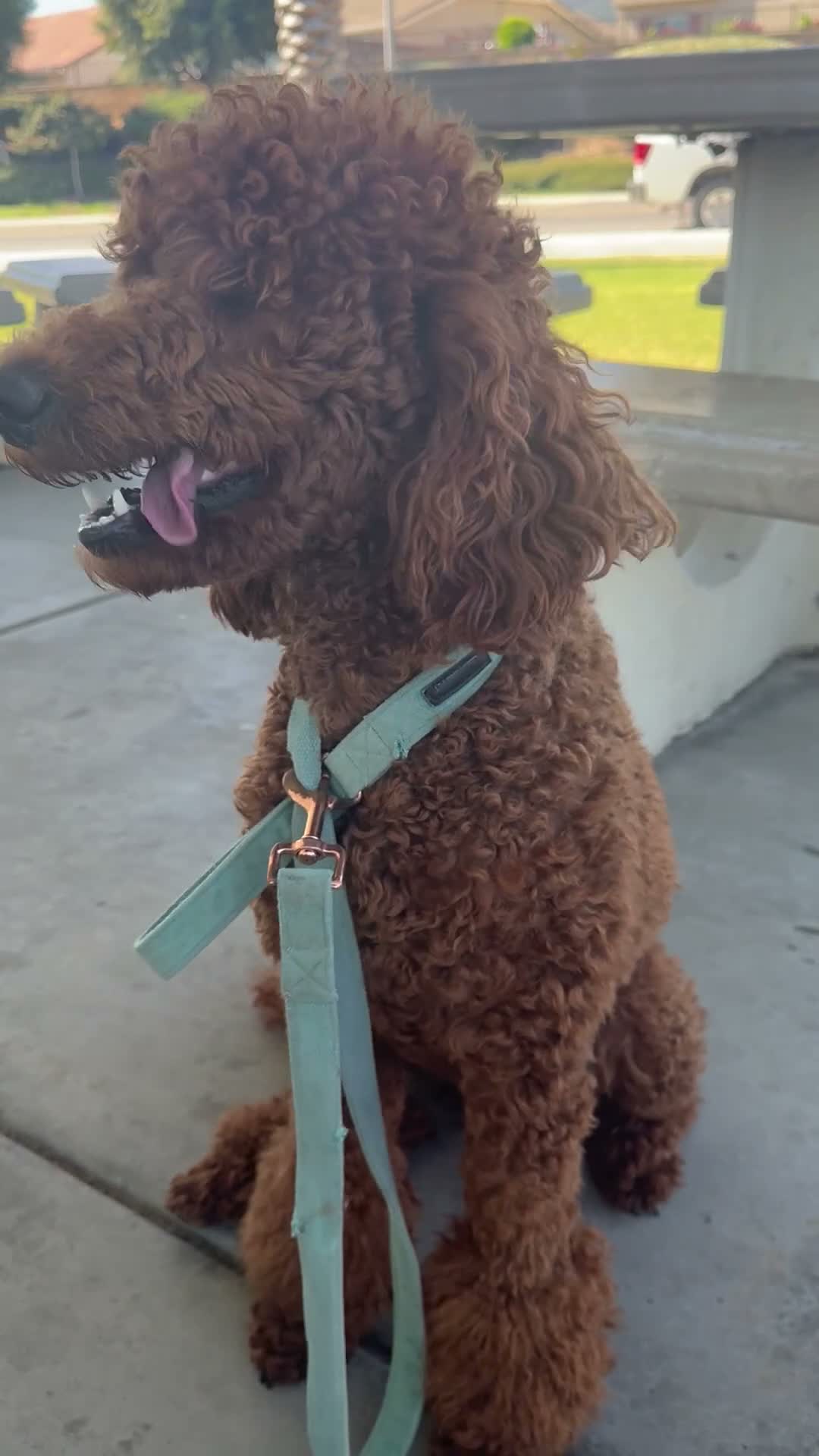 Standard Poodle dogs for sale: Beaux - Video 2