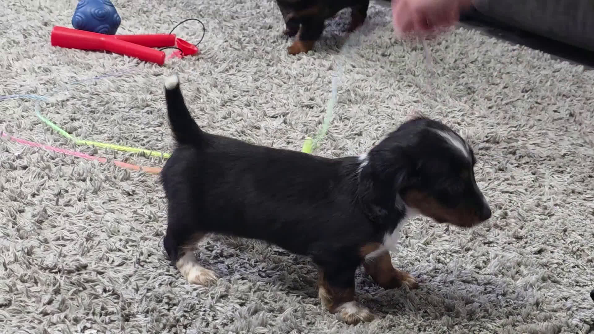 Miniature Dachshund dogs for sale: Emma - Video 1