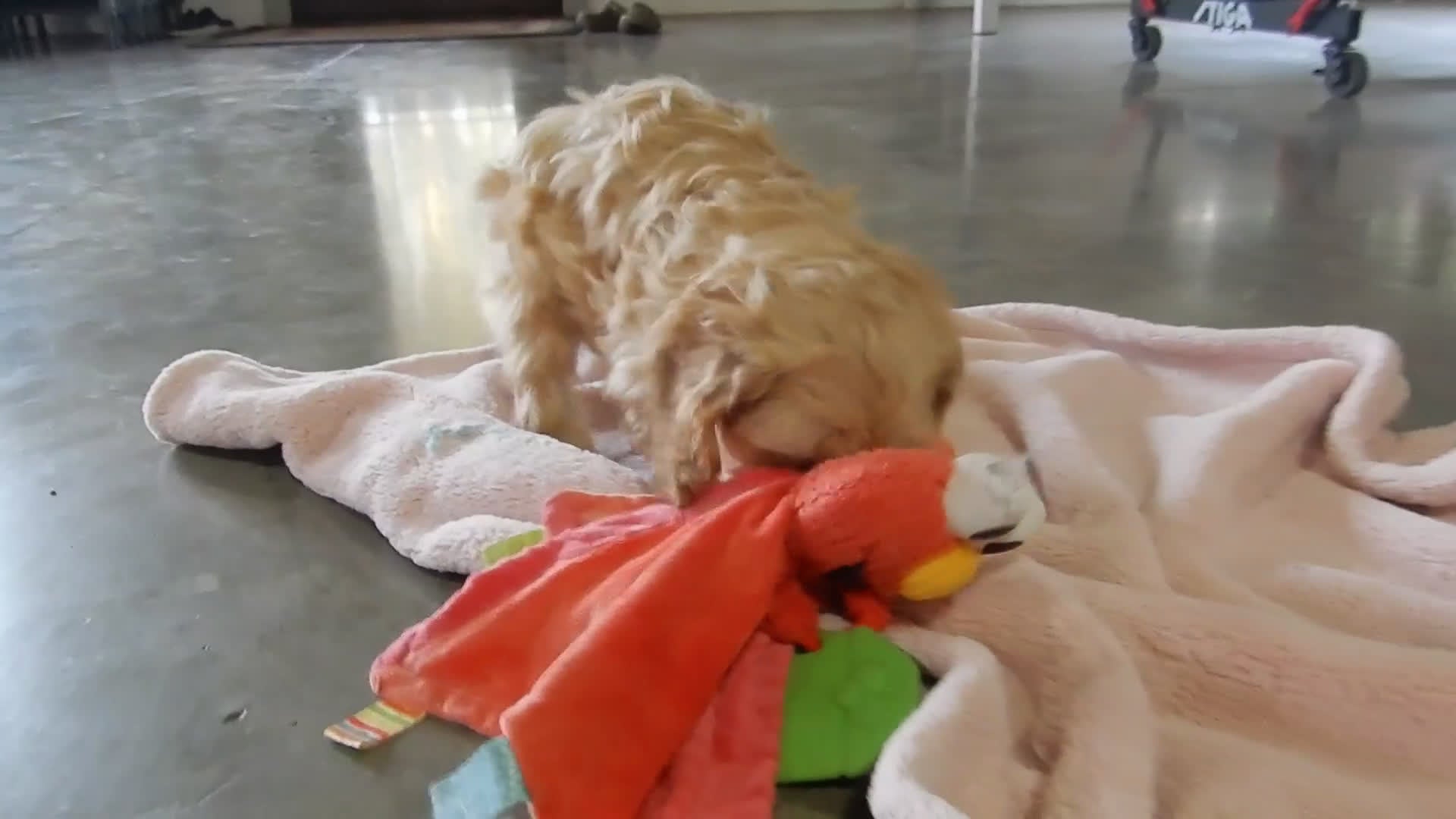 Cockapoo dogs for sale: Gracie - Video 4